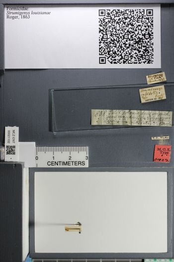 Media type: image;   Entomology 21102